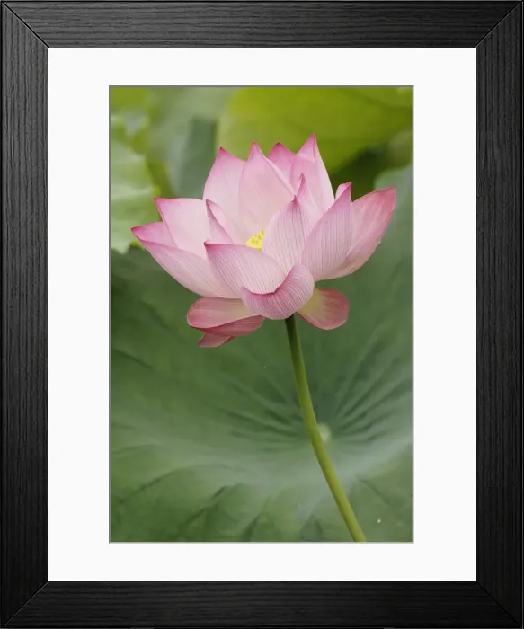 Framed Print : DDE-90024114
