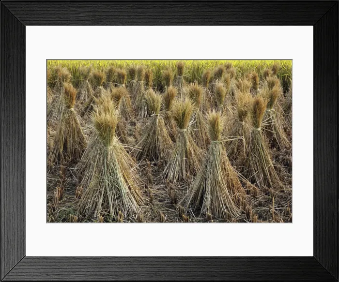 Framed Print : DDE-90024148 Framed Print : DDE-90024148
