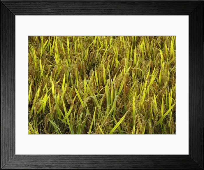 Framed Print : DDE-90024149