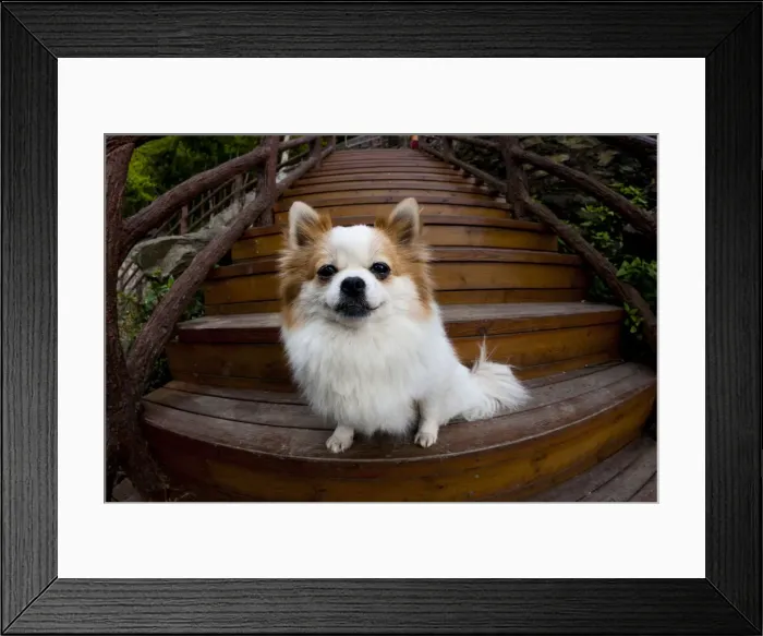 Framed Print : DDE-90024162 Framed Print : DDE-90024162