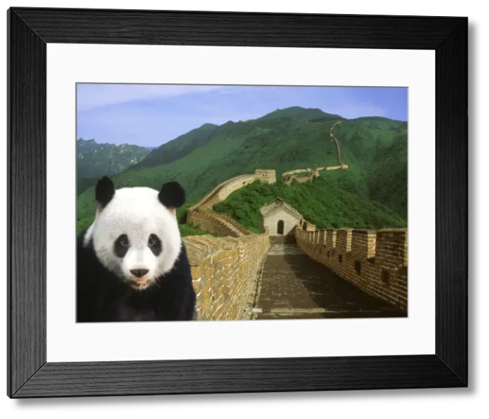 Framed Print : DDE-90024166 Framed Print : DDE-90024166