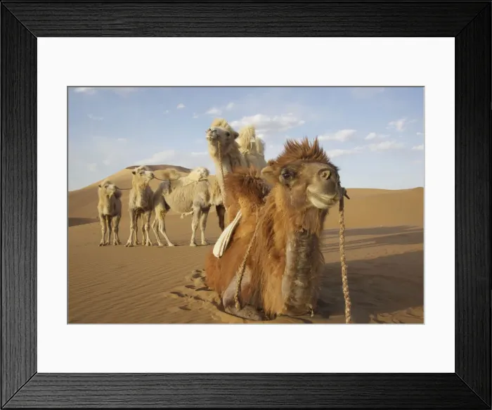 Framed Print : DDE-90024169 Framed Print : DDE-90024169