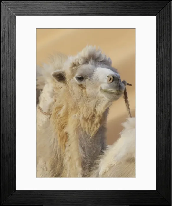 Framed Print : DDE-90024170 Framed Print : DDE-90024170