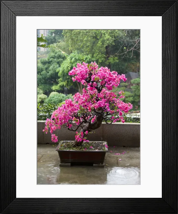 Framed Print : DDE-90024171 Framed Print : DDE-90024171