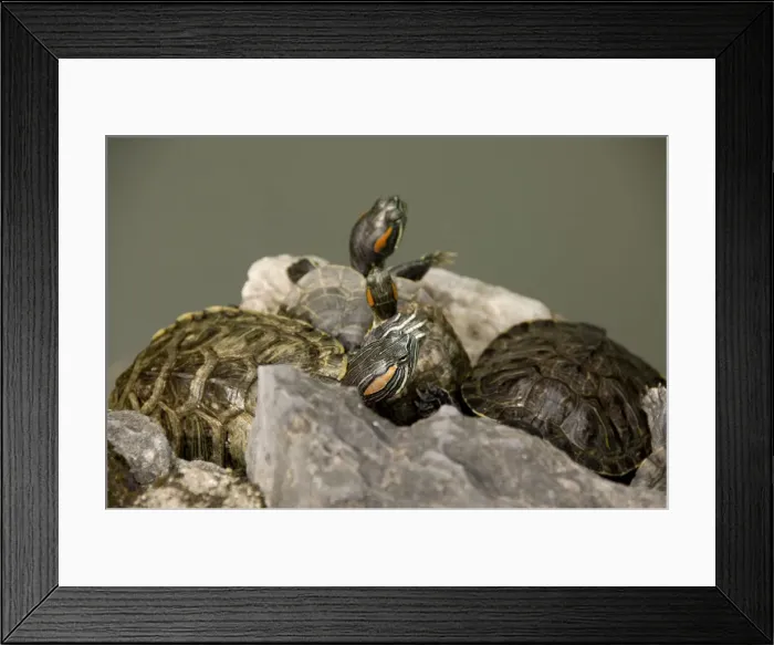 Framed Print : DDE-90024179 Framed Print : DDE-90024179