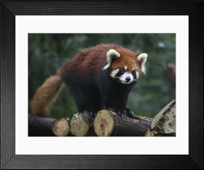 Framed Print : DDE-90024180 Framed Print : DDE-90024180