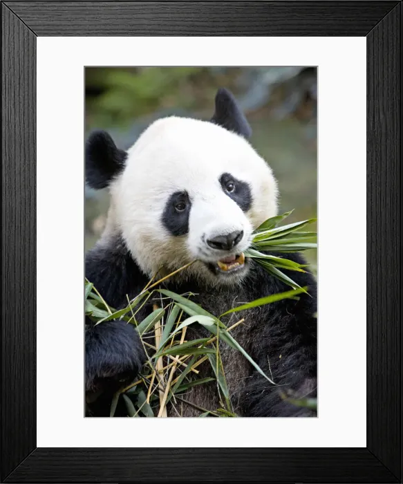 Framed Print : DDE-90024181