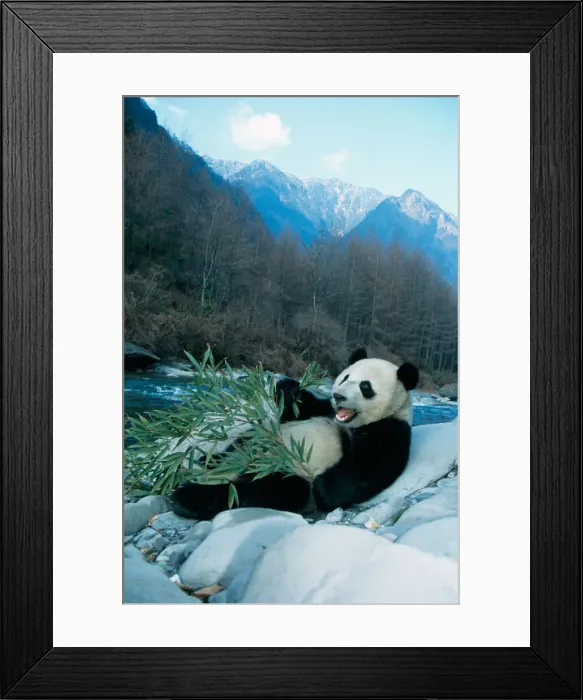 Framed Print : DDE-90024199 Framed Print : DDE-90024199