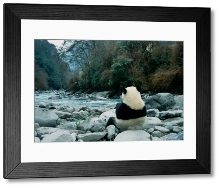 Framed Print : DDE-90024200 Framed Print : DDE-90024200