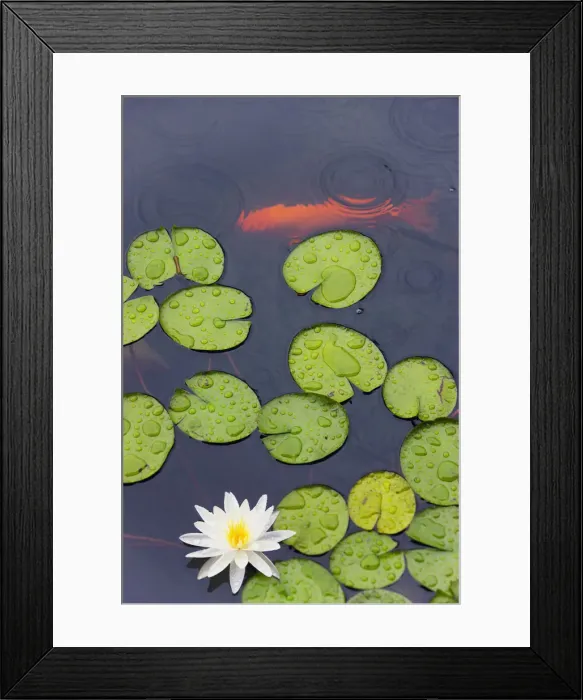 Framed Print : DDE-90024204