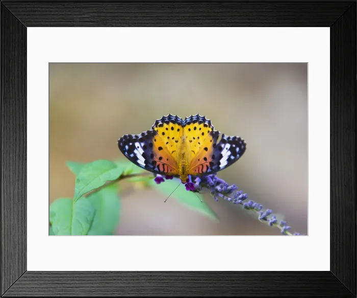 Framed Print : DDE-90024217 Framed Print : DDE-90024217