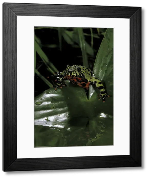 Framed Print : DDE-90024229 Framed Print : DDE-90024229
