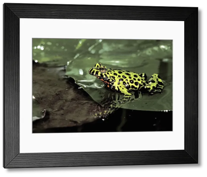 Framed Print : DDE-90024230
