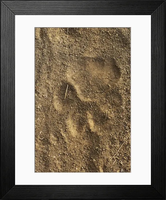 Framed Print : DDE-90024281 Framed Print : DDE-90024281