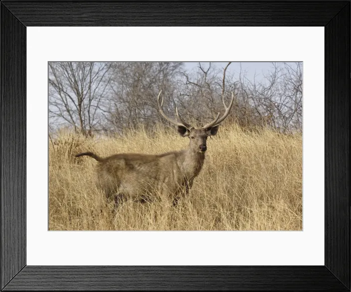 Framed Print : DDE-90024282 Framed Print : DDE-90024282