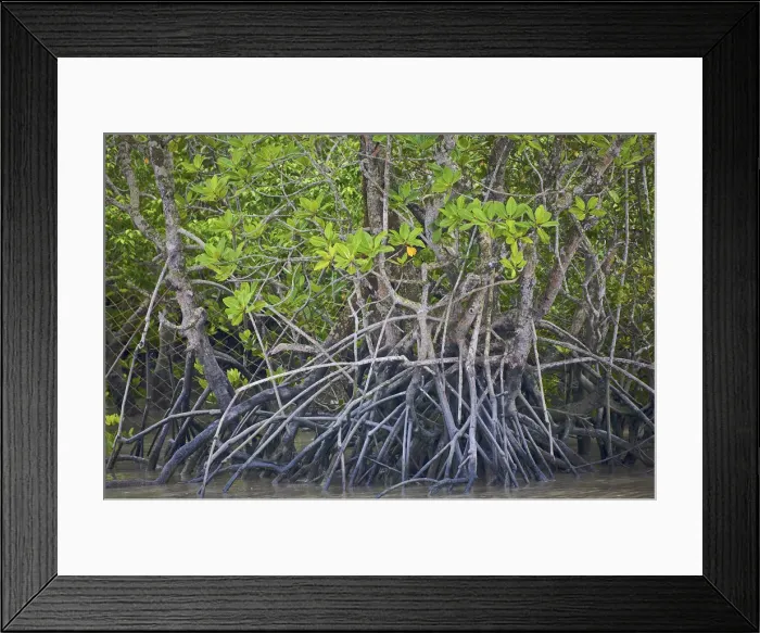 Framed Print : DDE-90024299 Framed Print : DDE-90024299