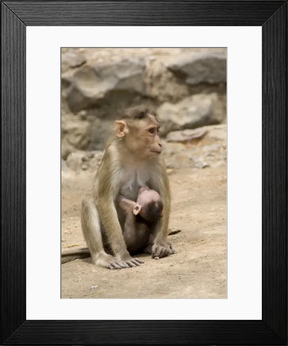 Framed Print : DDE-90024303 Framed Print : DDE-90024303