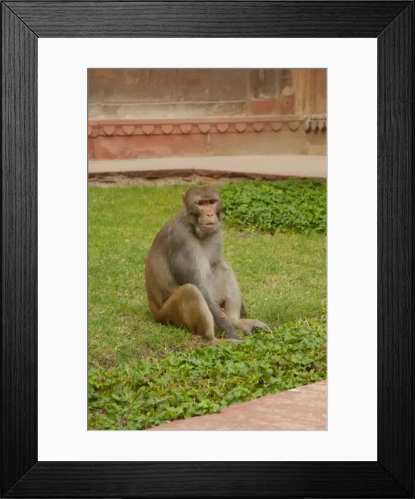 Framed Print : DDE-90024374 Framed Print : DDE-90024374