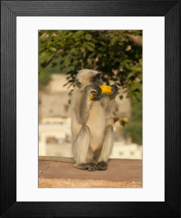 Framed Print : DDE-90024375 Framed Print : DDE-90024375