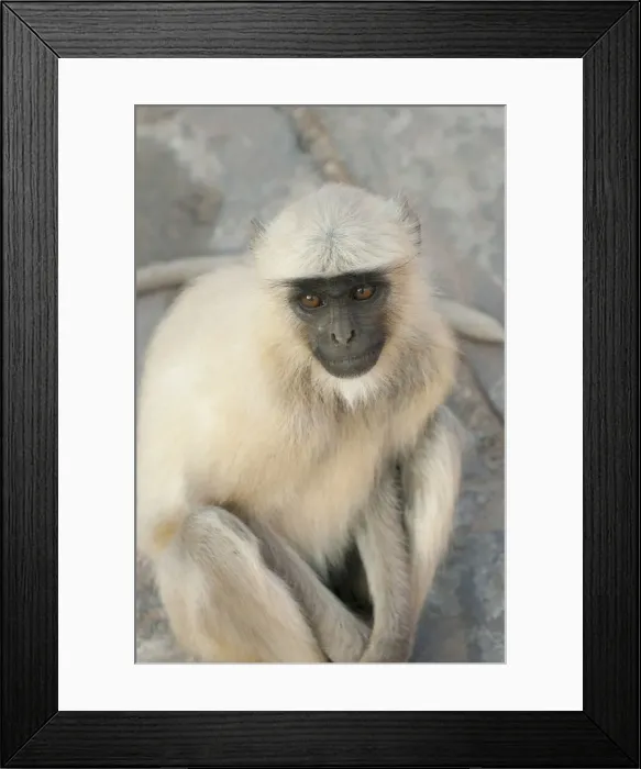 Framed Print : DDE-90024376 Framed Print : DDE-90024376