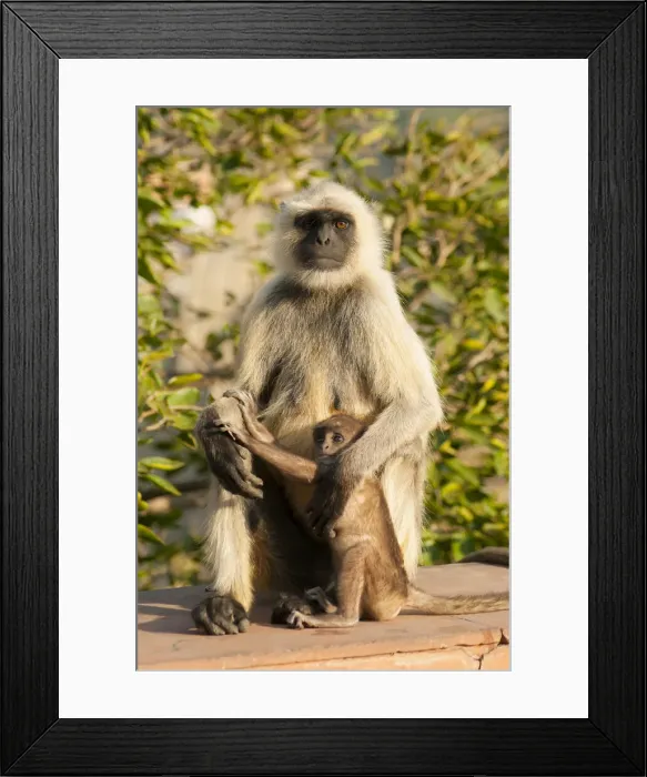 Framed Print : DDE-90024377 Framed Print : DDE-90024377