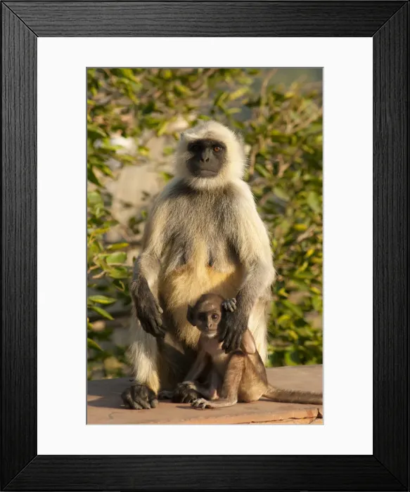 Framed Print : DDE-90024378 Framed Print : DDE-90024378