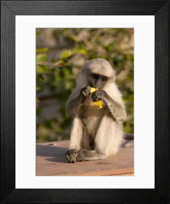 Framed Print : DDE-90024379 Framed Print : DDE-90024379