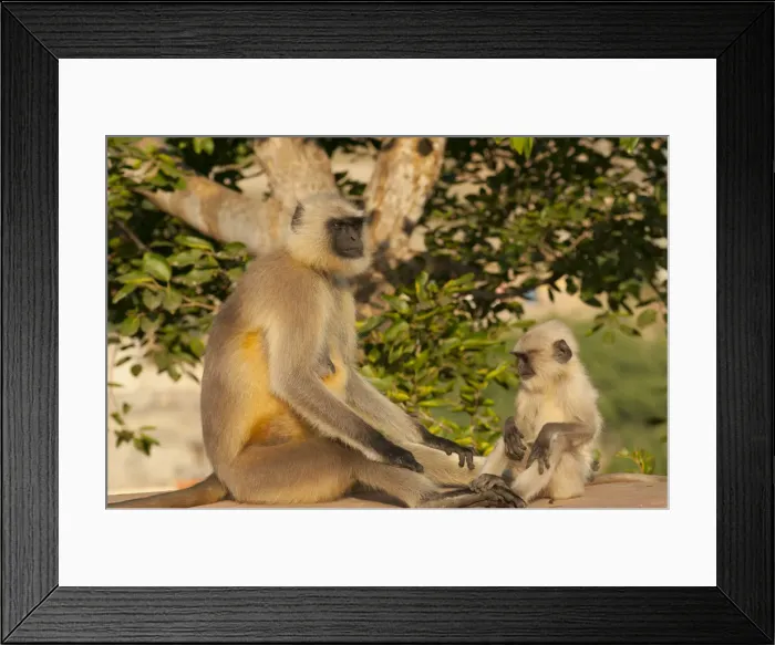 Framed Print : DDE-90024380 Framed Print : DDE-90024380