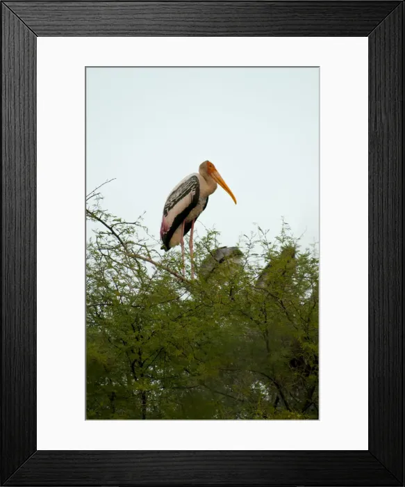 Framed Print : DDE-90024381 Framed Print : DDE-90024381