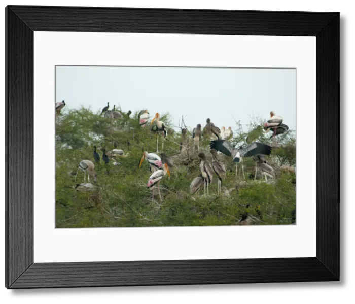 Framed Print : DDE-90024382