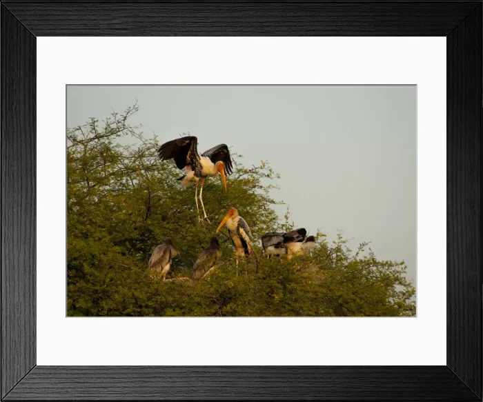 Framed Print : DDE-90024383 Framed Print : DDE-90024383