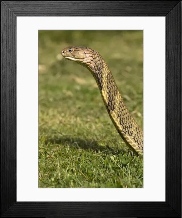 Framed Print : DDE-90024384 Framed Print : DDE-90024384