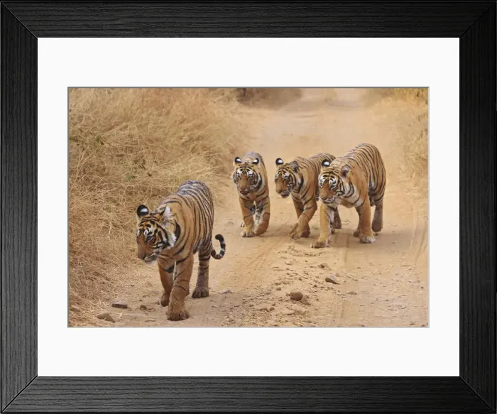 Framed Print : DDE-90024385 Framed Print : DDE-90024385