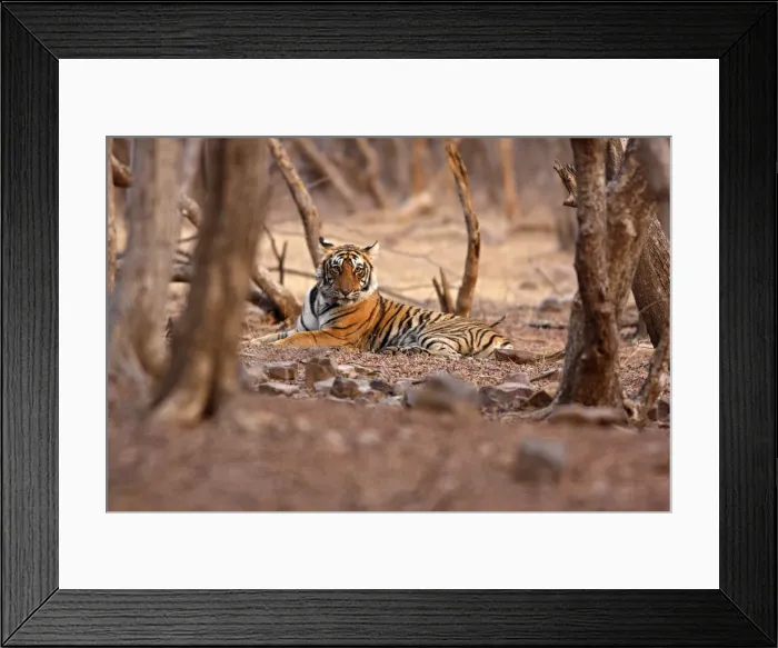 Framed Print : DDE-90024386 Framed Print : DDE-90024386