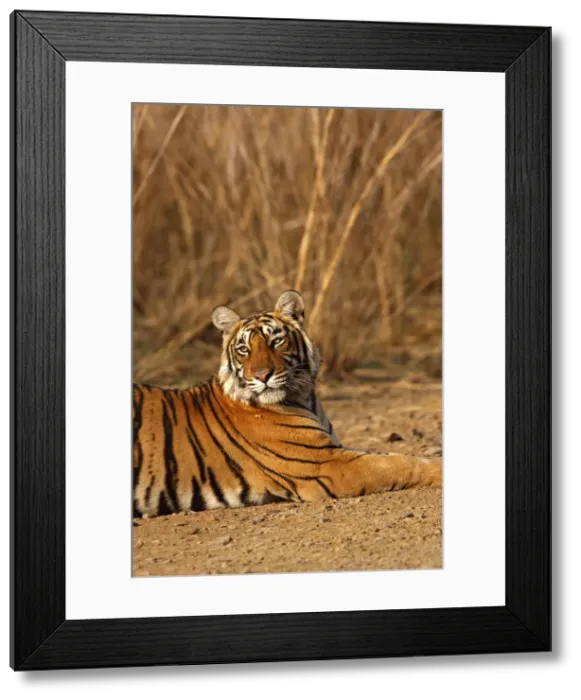 Framed Print : DDE-90024387 Framed Print : DDE-90024387