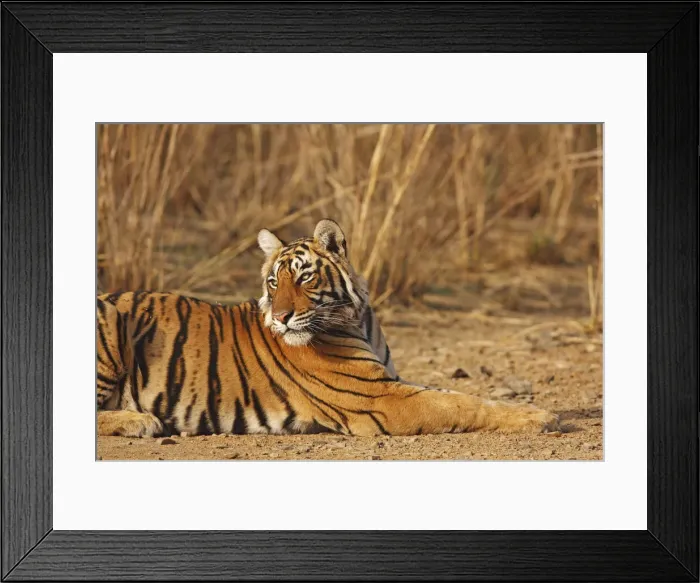 Framed Print : DDE-90024388 Framed Print : DDE-90024388