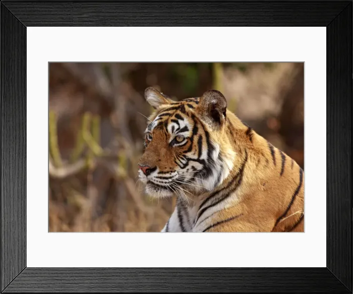 Framed Print : DDE-90024389 Framed Print : DDE-90024389