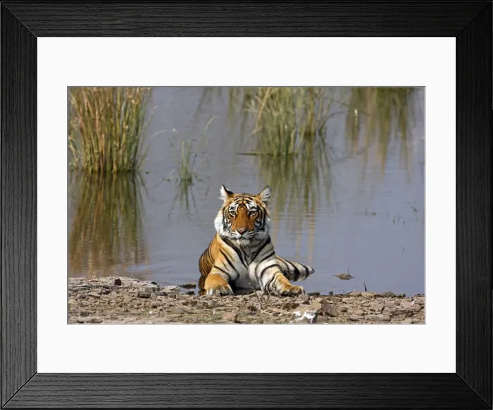 Framed Print : DDE-90024390