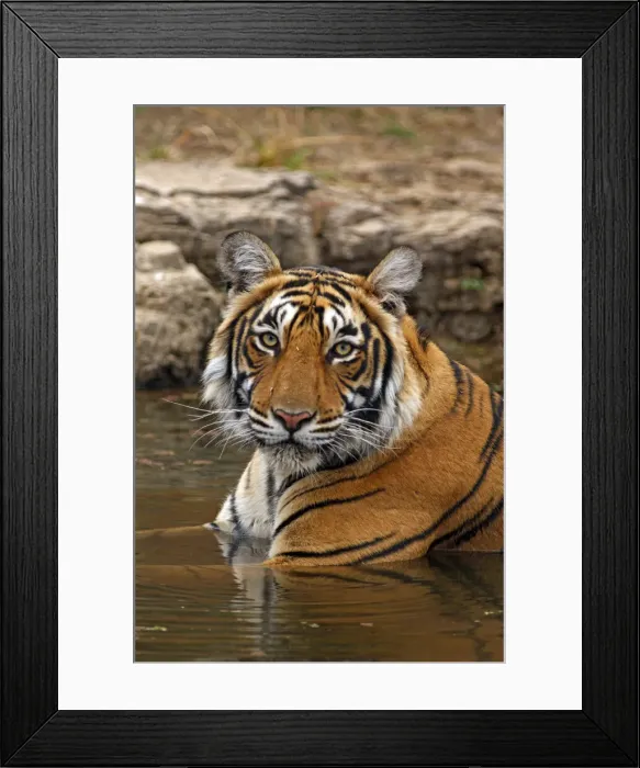 Framed Print : DDE-90024391