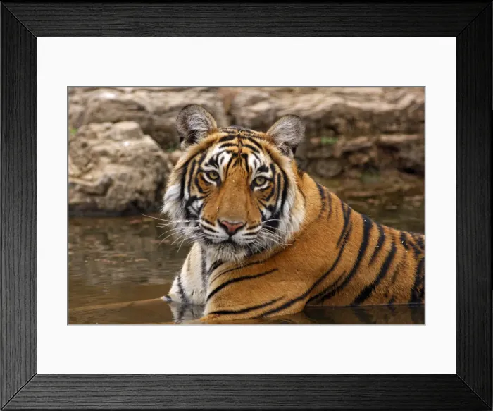 Framed Print : DDE-90024392 Framed Print : DDE-90024392