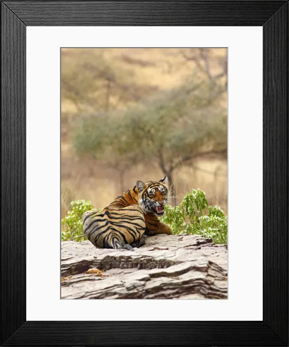 Framed Print : DDE-90024393