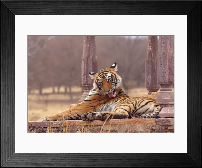 Framed Print : DDE-90024395 Framed Print : DDE-90024395
