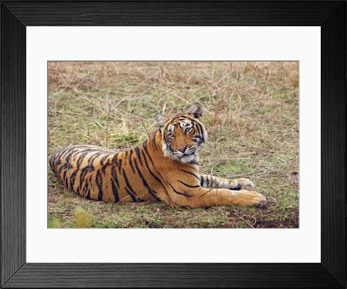 Framed Print : DDE-90024396 Framed Print : DDE-90024396