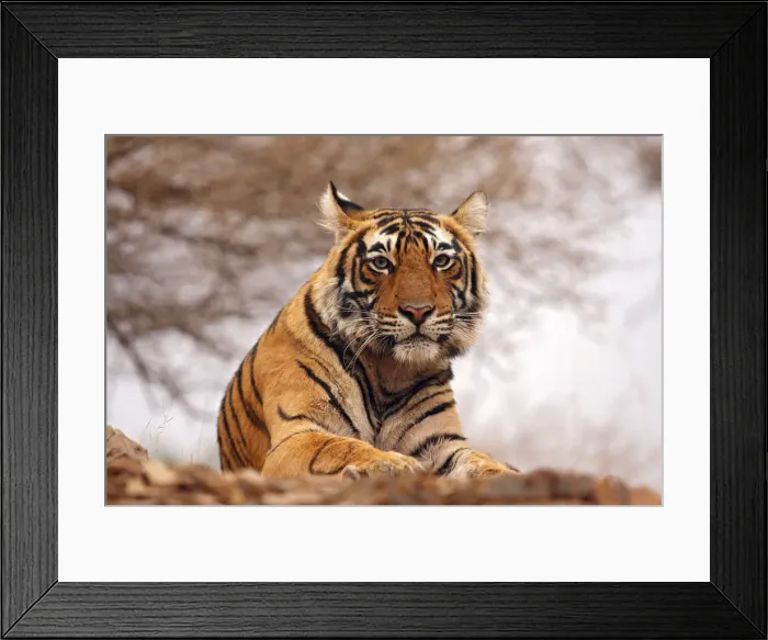 Framed Print : DDE-90024397