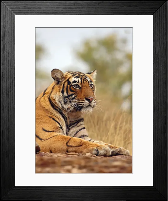 Framed Print : DDE-90024398 Framed Print : DDE-90024398