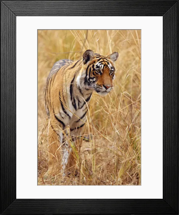 Framed Print : DDE-90024399 Framed Print : DDE-90024399