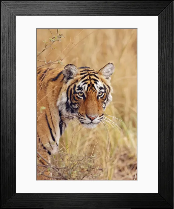 Framed Print : DDE-90024400