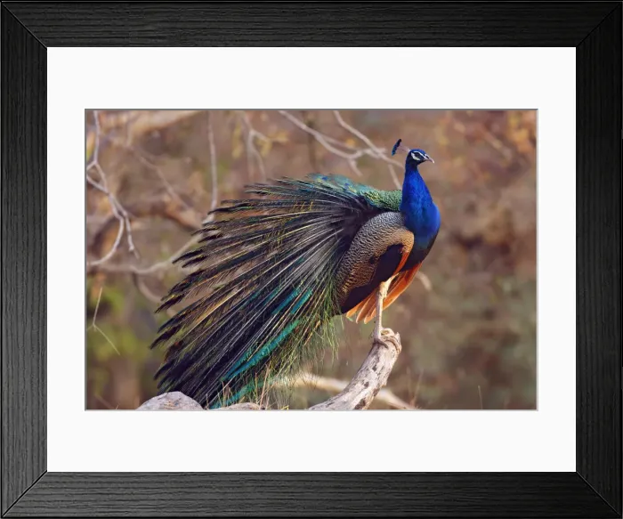Framed Print : DDE-90024401