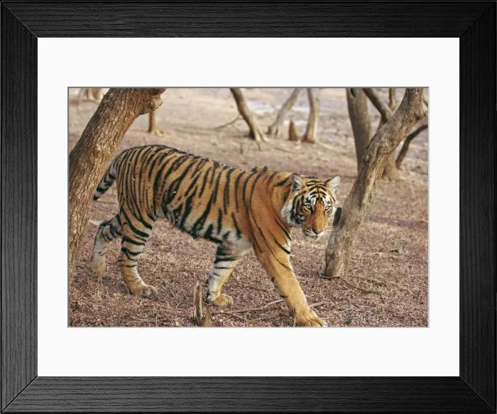 Framed Print : DDE-90024403 Framed Print : DDE-90024403