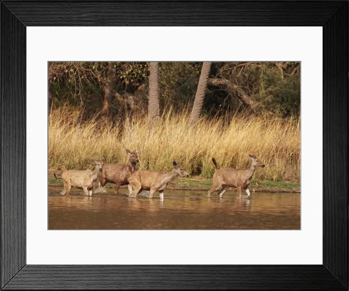 Framed Print : DDE-90024404 Framed Print : DDE-90024404